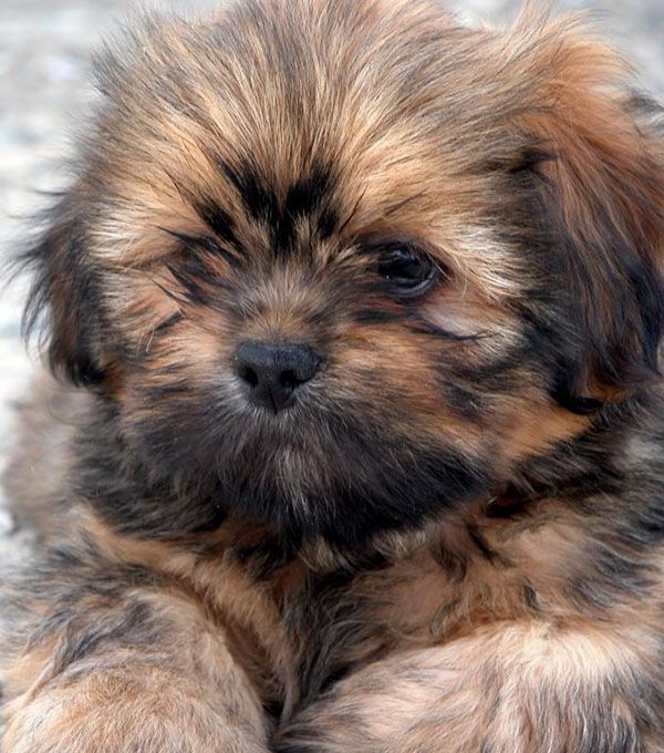Lhasso Apso