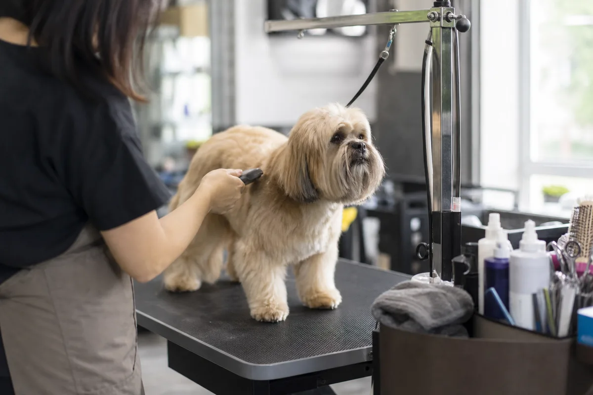 Toiletteur canin en plein travail sur un chien dans un salon professionnel