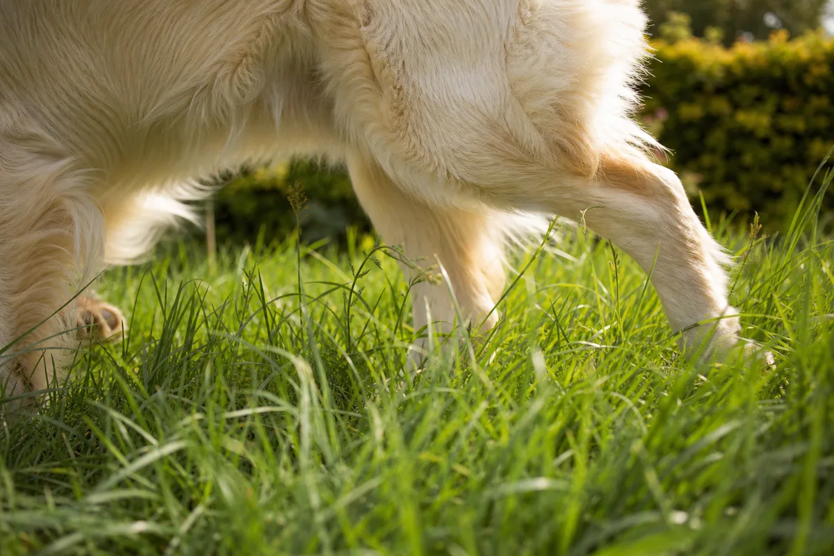 Pattes et flanc du chien au poil clair dans les herbes hautes du jardin au printemps