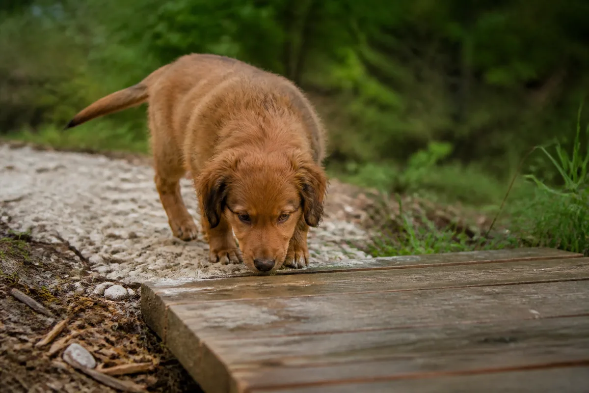 Chiot explorant plusieurs surfaces différentes sur un sentier de parc, gravier et passerelle en bois