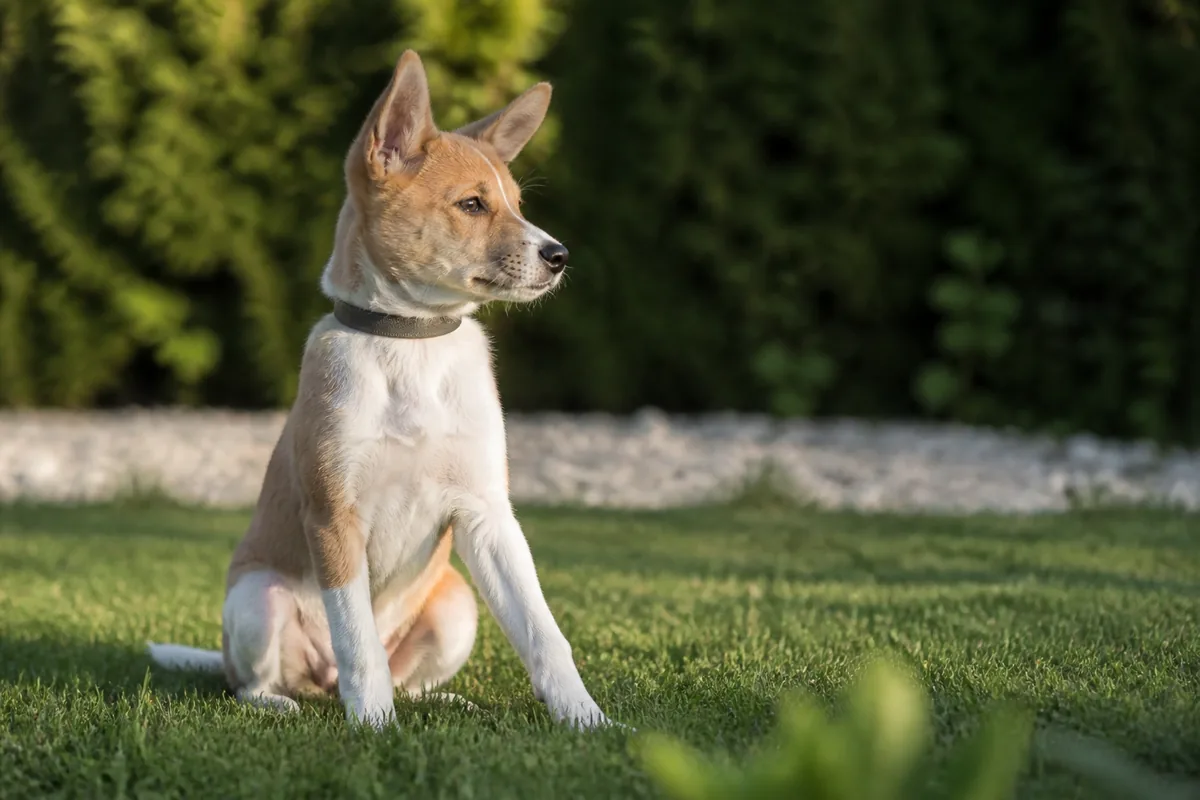 Socialisation du chiot : la méthode semaine par semaine