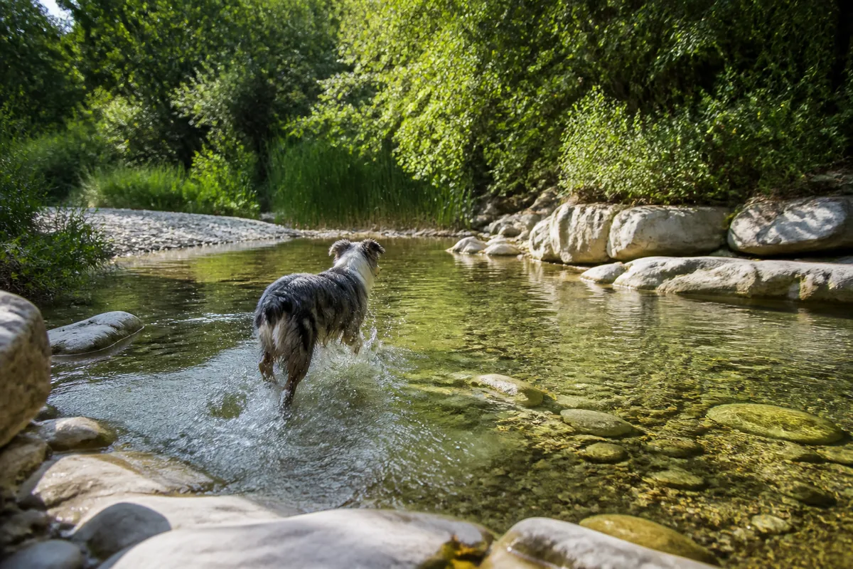 Chien qui se rafraîchit dans une vasque peu profonde bordée de dalles calcaires