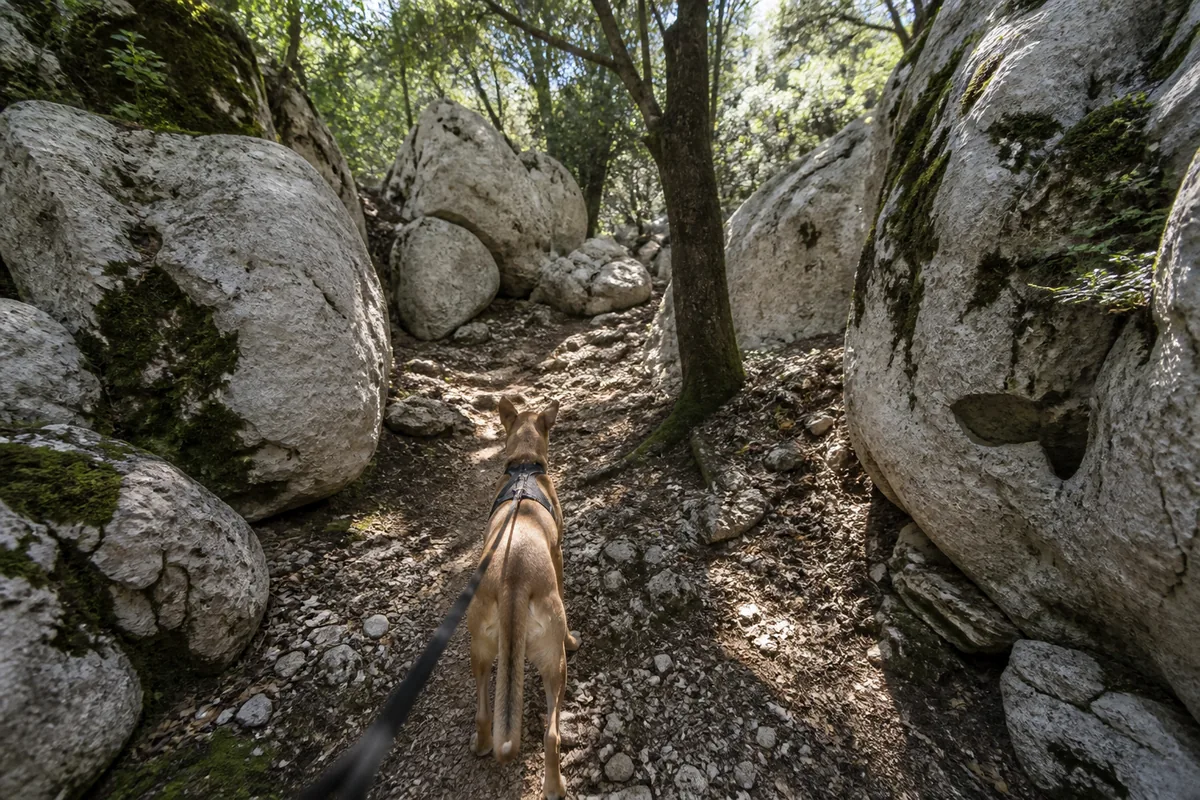 Chien tenu en laisse sur un sentier ombragé au milieu de rochers calcaires en Ardèche